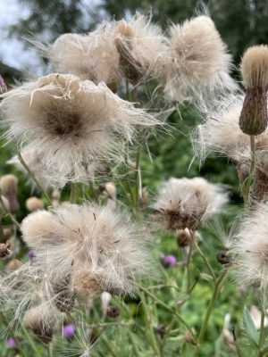 Ackerkratzdistel mit Samenstand