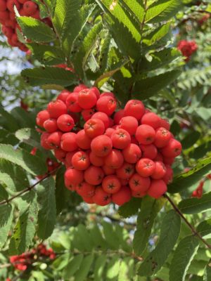 Vogelbeere mit Beeren