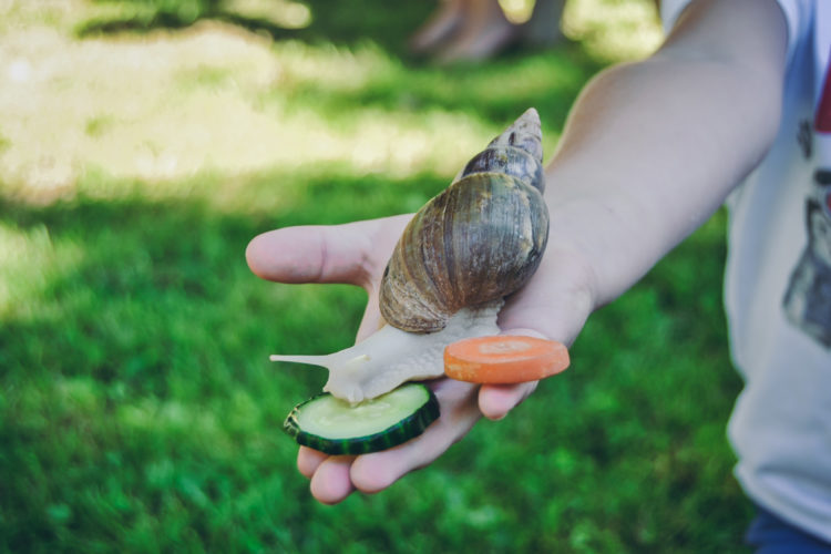 kindergarten schnecke